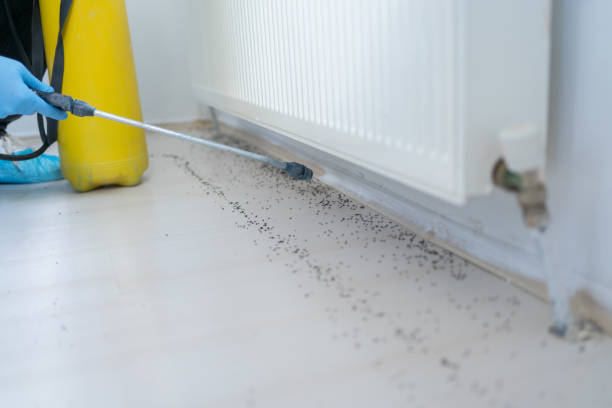 Best Affordable Pest Control Services  in Oelwein, IA